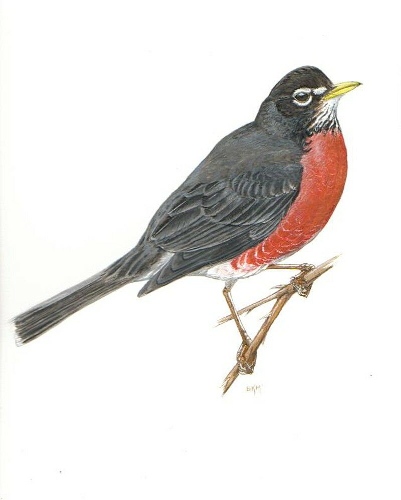 American Robin