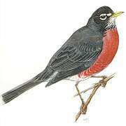 American Robin