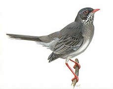 Red-legged Thrush