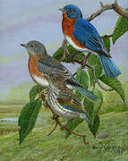 Eastern Bluebird