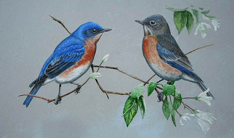 Eastern Bluebird