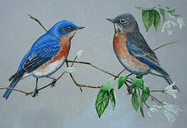 Eastern Bluebird