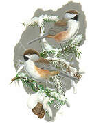 Boreal Chickadee