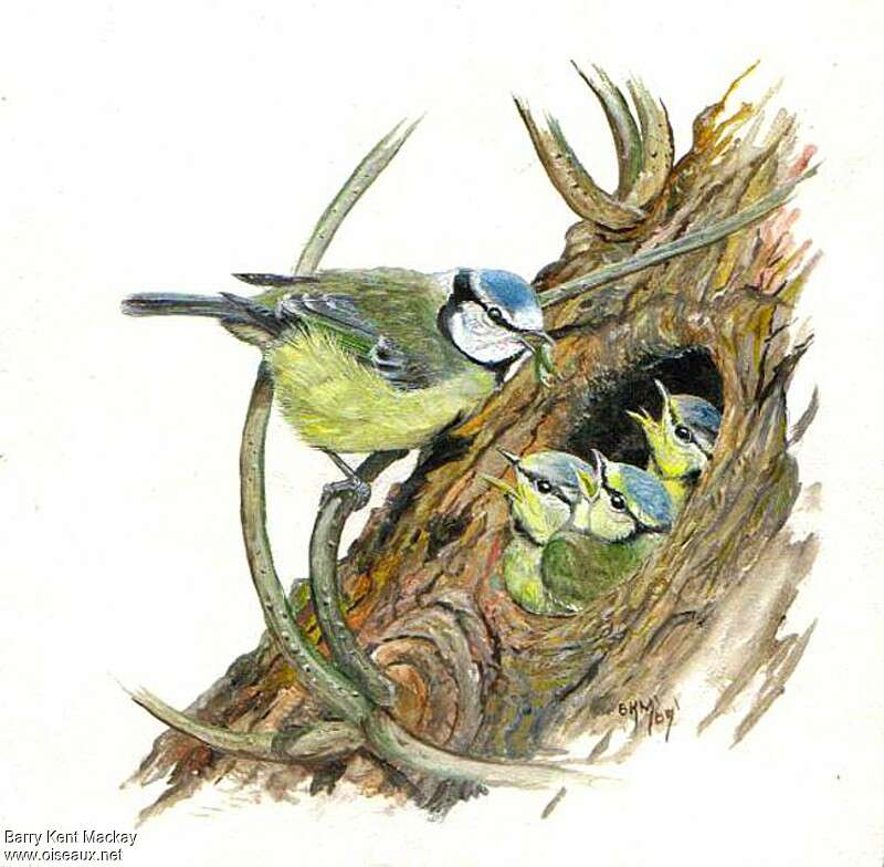 Eurasian Blue Tit