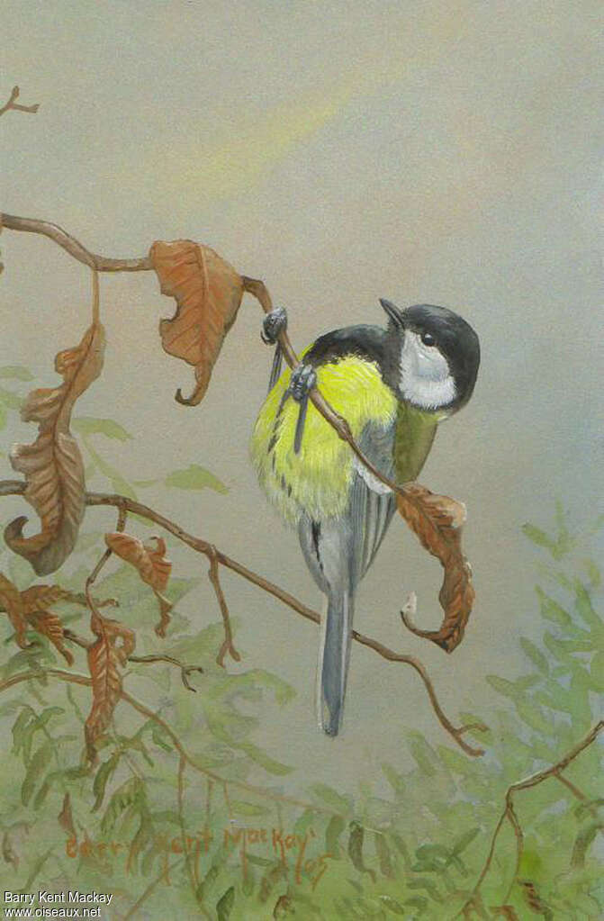 Great Tit