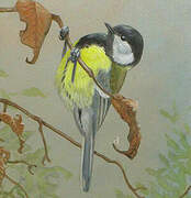 Great Tit