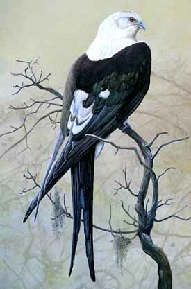 Swallow-tailed Kite