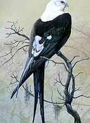 Swallow-tailed Kite