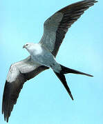 Swallow-tailed Kite