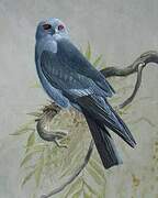 Mississippi Kite