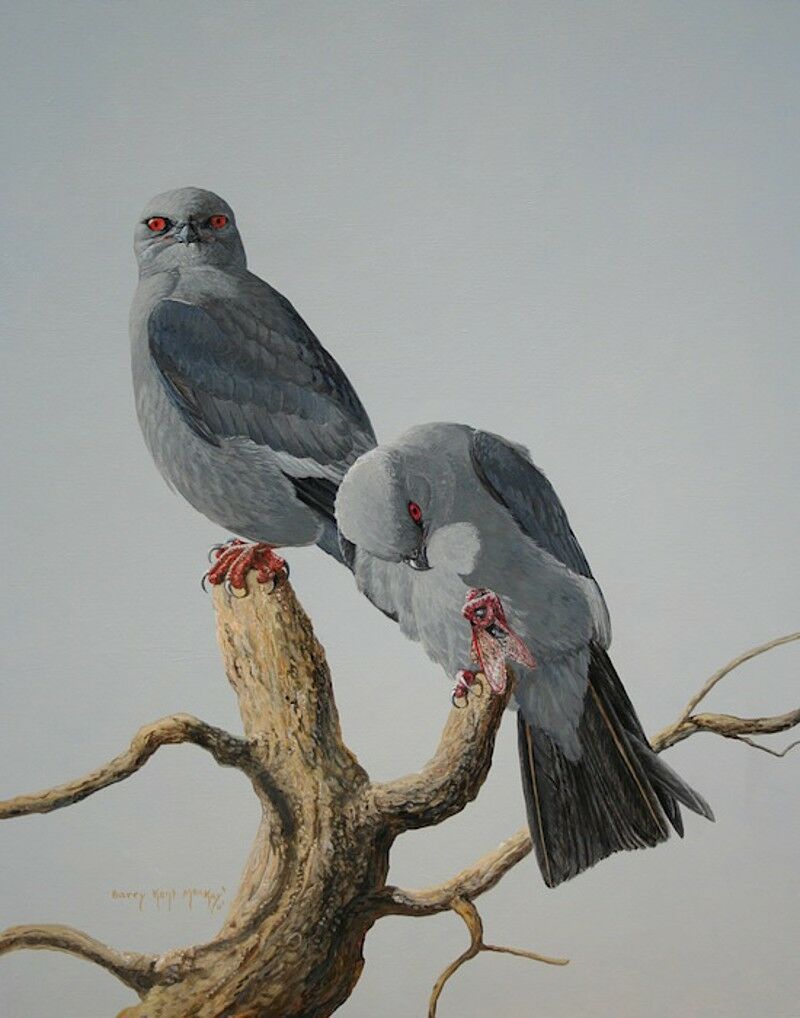 Mississippi Kite