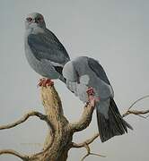 Mississippi Kite