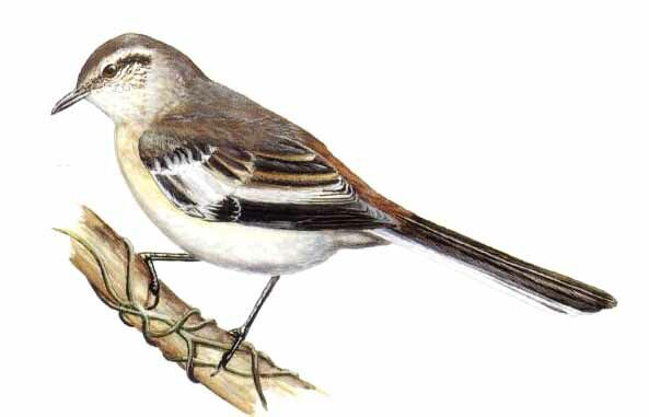 White-banded Mockingbird