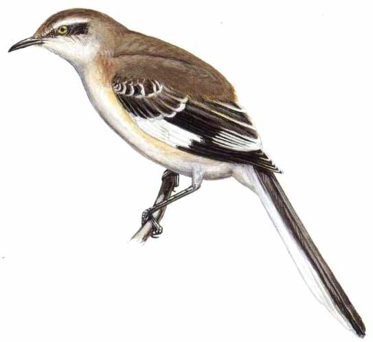 Brown-backed Mockingbird