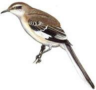 Brown-backed Mockingbird