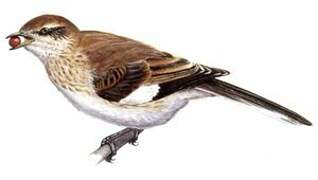 Brown-backed Mockingbird