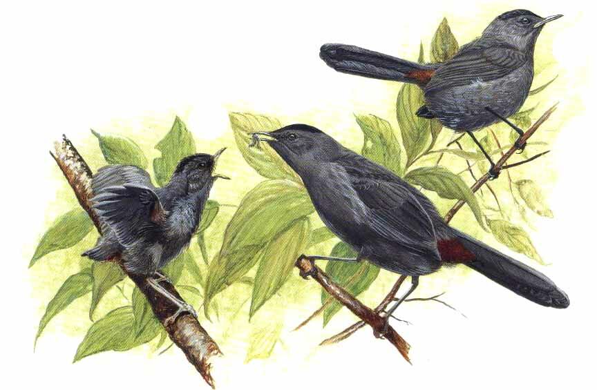 Grey Catbird