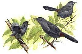 Grey Catbird