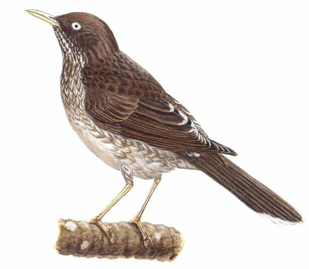 Pearly-eyed Thrasher