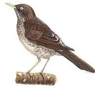 Pearly-eyed Thrasher