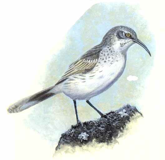 Espanola Mockingbird