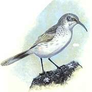 Espanola Mockingbird