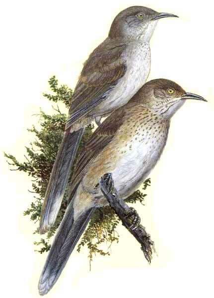 Bendire's Thrasher