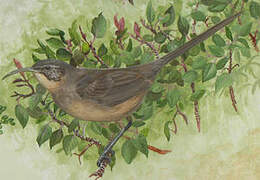 California Thrasher