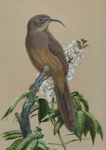 California Thrasher