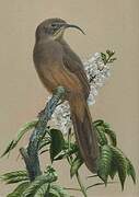 California Thrasher