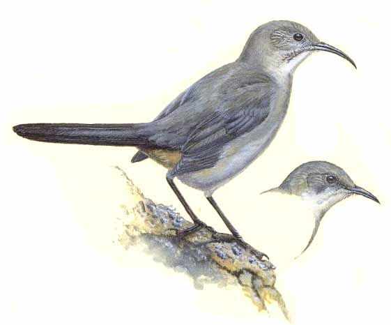 LeConte's Thrasher