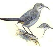 LeConte's Thrasher