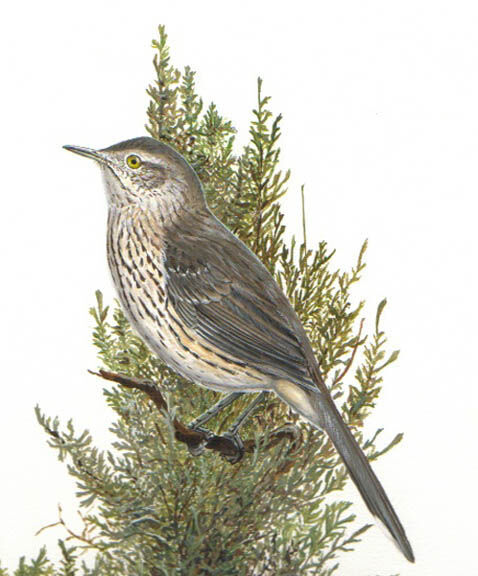 Sage Thrasher