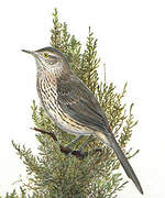 Sage Thrasher