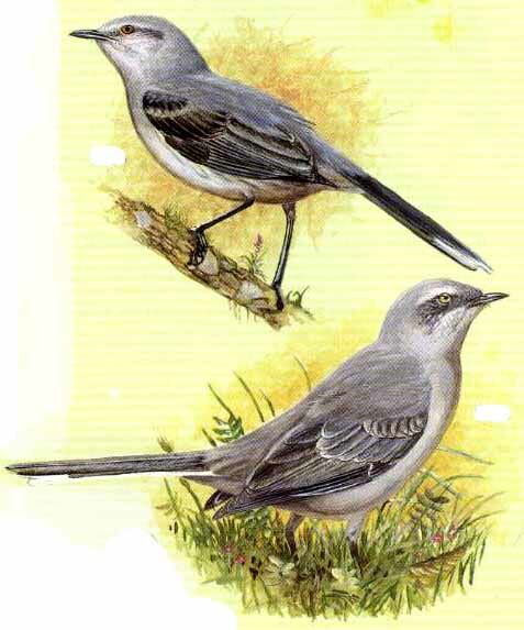 Tropical Mockingbird