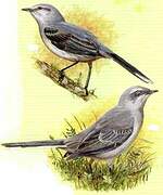 Tropical Mockingbird