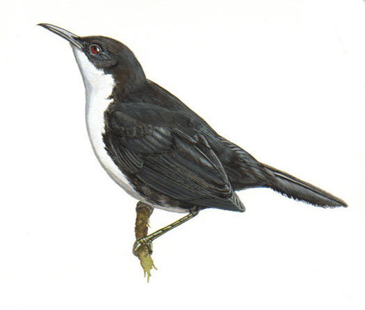 White-breasted Thrasher