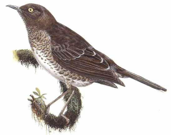 Scaly-breasted Thrasher