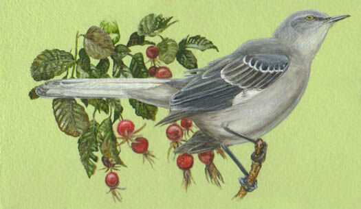 Northern Mockingbird