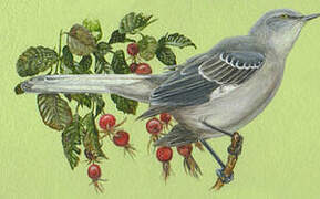 Northern Mockingbird