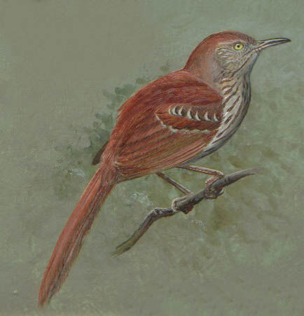 Brown Thrasher