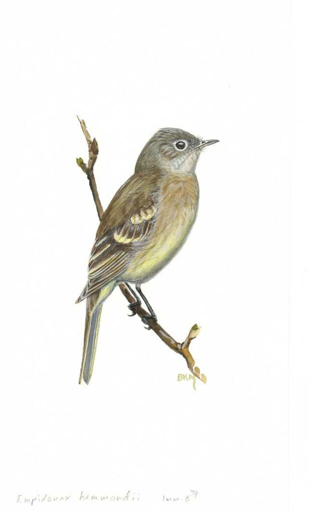 Hammond's Flycatcher