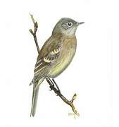 Hammond's Flycatcher