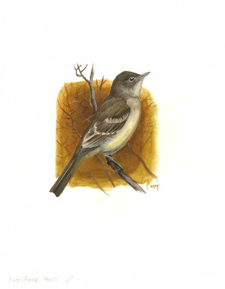 Willow Flycatcher