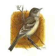 Willow Flycatcher