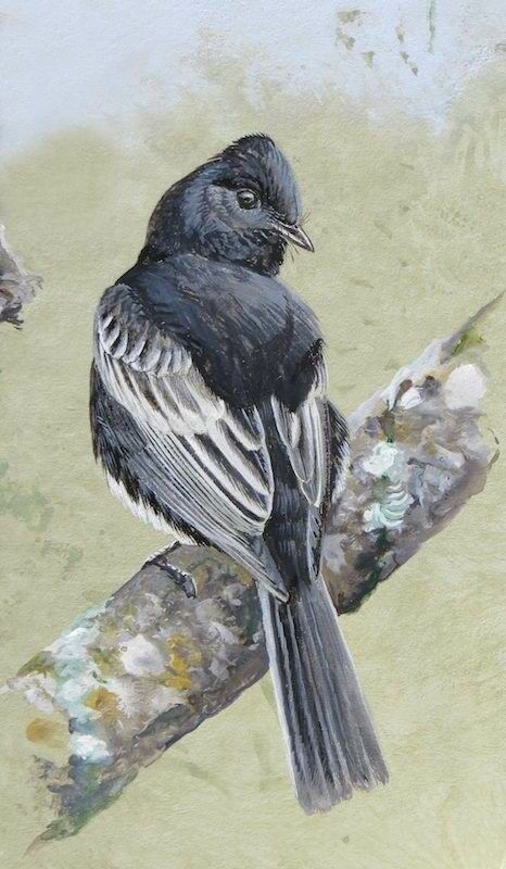 Black Phoebe