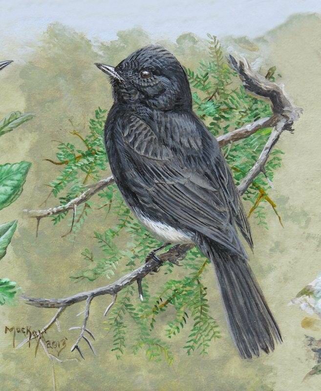 Black Phoebe