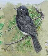 Black Phoebe