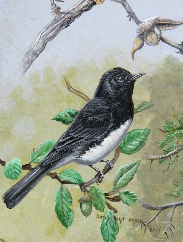 Black Phoebe