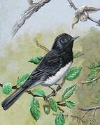 Black Phoebe